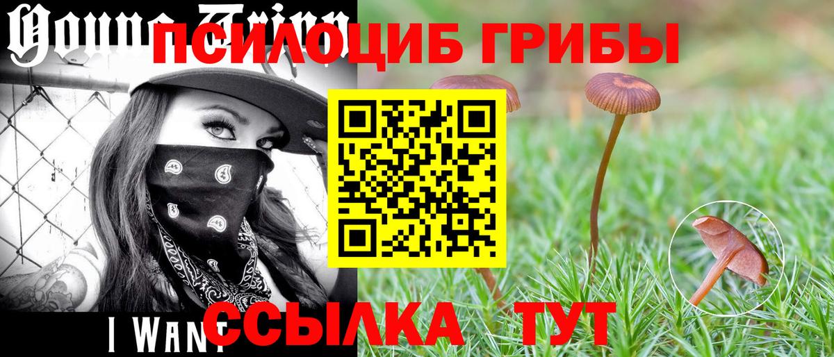 Псилоцибиновые грибы мицелий Избербаш